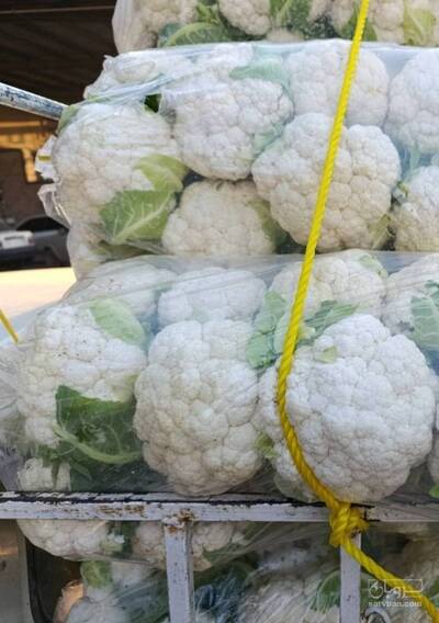 فروش گل کلم