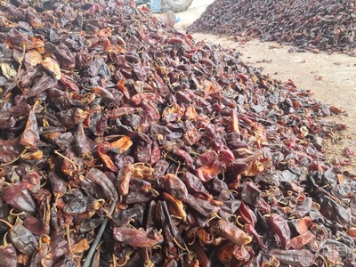 فروش فلفل قرمز خشک تند