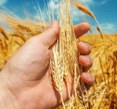 فروش گندم