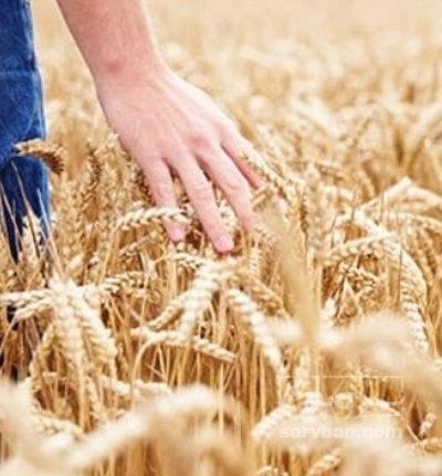 فروش گندم