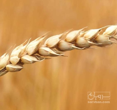 فروش گندم