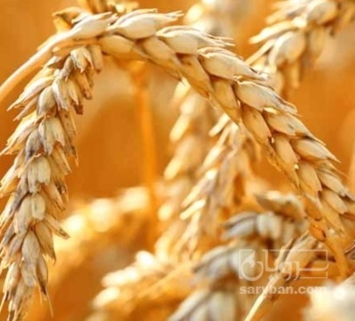 فروش گندم