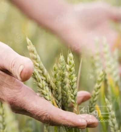 فروش گندم