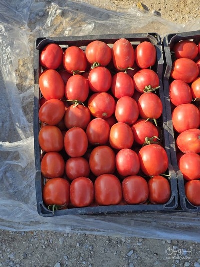 فروش گوجه فرنگی باسیمو