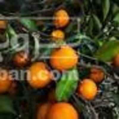 فروش نارنگی پچ