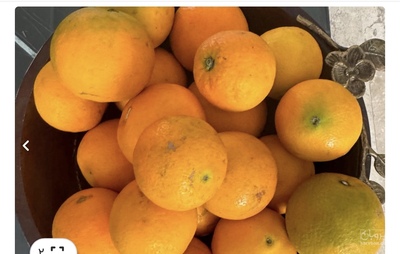 فروش پرتقال تامسون