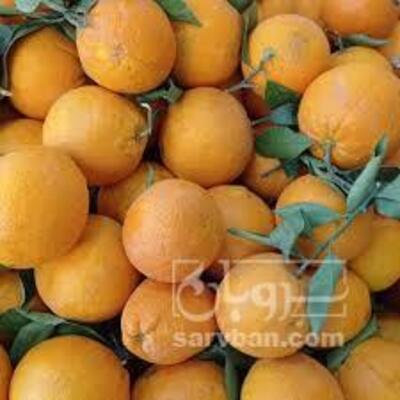 فروش پرتقال تامسون