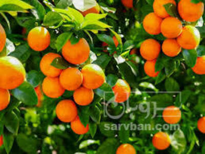 فروش نارنگی