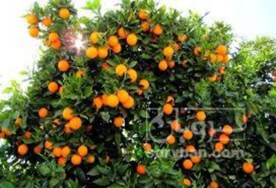 فروش پرتقال