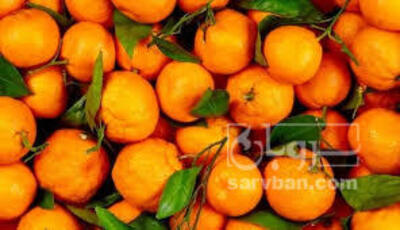 فروش نارنگی