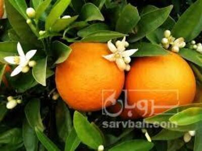 فروش پرتقال