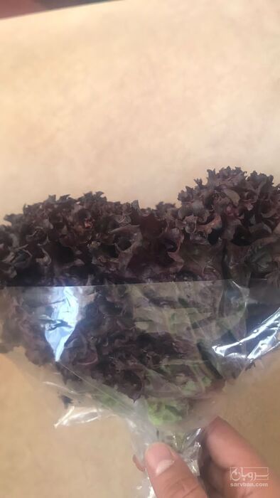 فروش کاهو فرانسوی بنفش ریشه دار