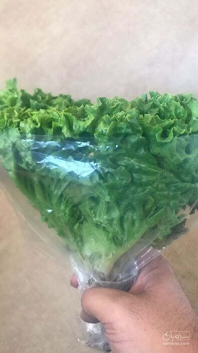 فروش کاهو فرانسوی سبز با ریشه