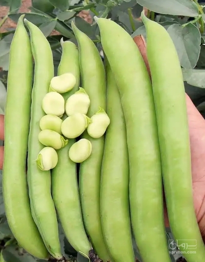 فروش باقلا تازه - باقالی - باقالا