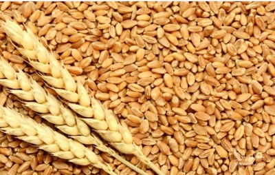 فروش گندم آبی