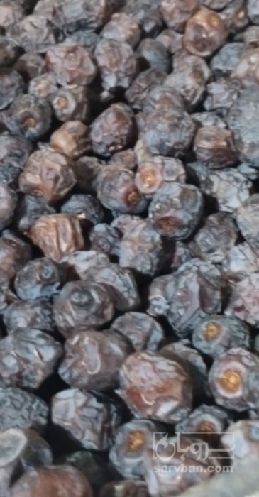 فروش خرما گنتال