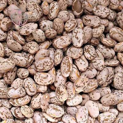 فروش لوبیا چیتی