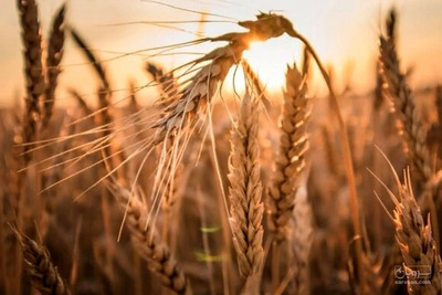 فروش گندم آبی