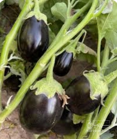 فروش بادمجان دلمه