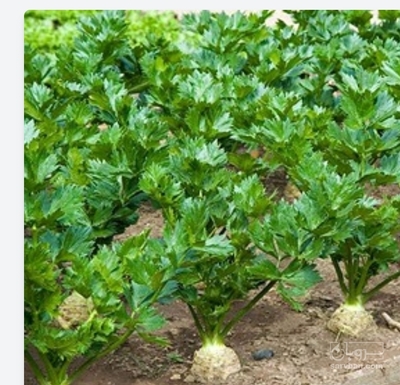 فروش برگ کرفس خشک (گیاه‌ دارویی)