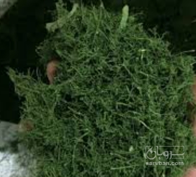 فروش شوید خشک (گیاه‌ دارویی)