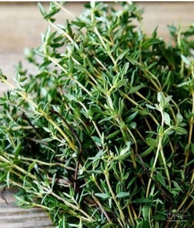 فروش برگ آویشن (گیاه‌ دارویی)