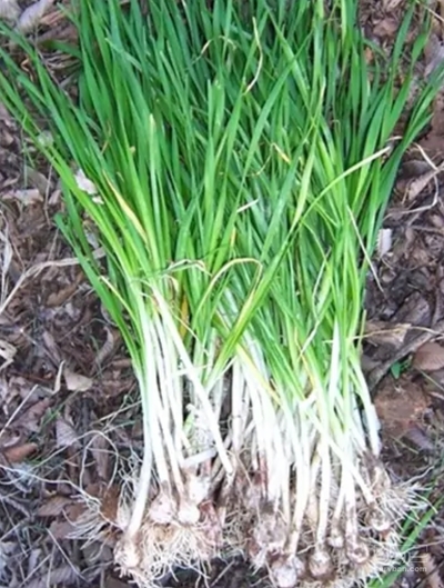 فروش تره کوهی