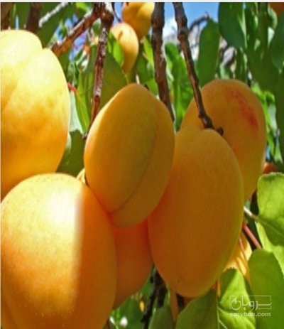 فروش زردآلو