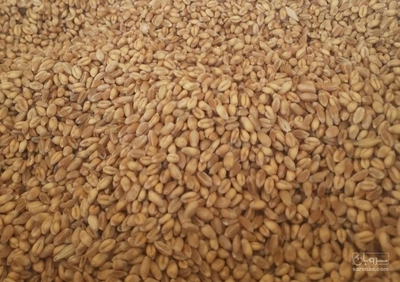 فروش گندم آبی
