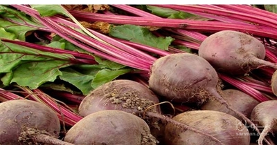 فروش چغندر لبو