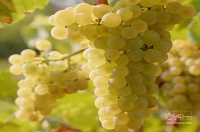 فروش انگورکشمشی سفید