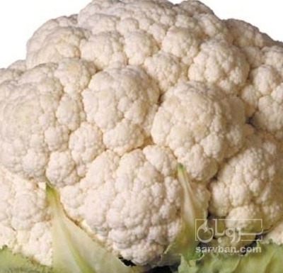 فروش گل کلم