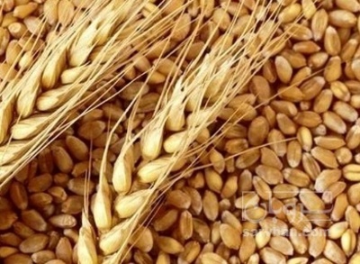 فروش گندم