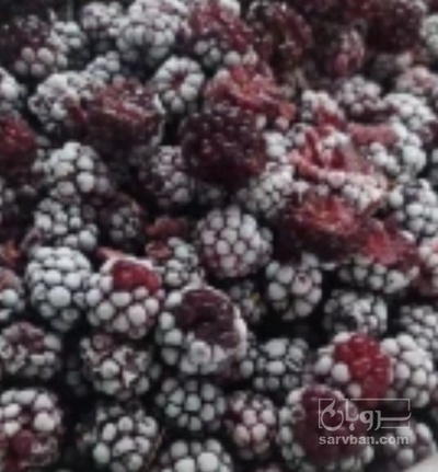 فروش تمشک منجمد