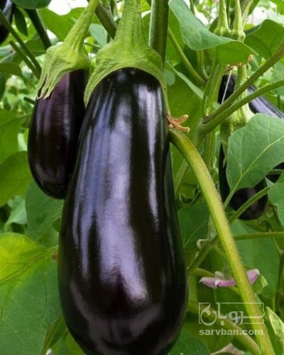 فروش بادمجان لامپی صادراتی