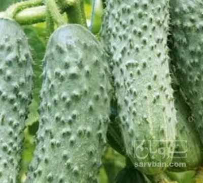 فروش خیار خاردار صادراتی