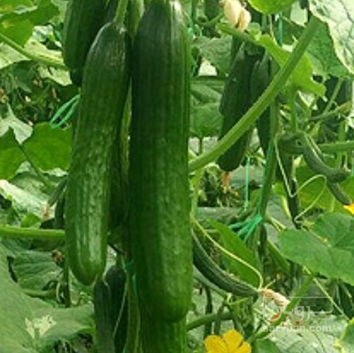 فروش خیار گلخانه ایی