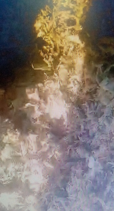 فروش تفاله چغندر قند