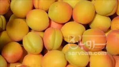 فروش زردآلو