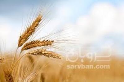 فروش گندم