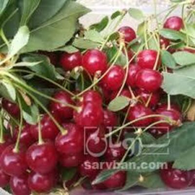 فروش آلبالو