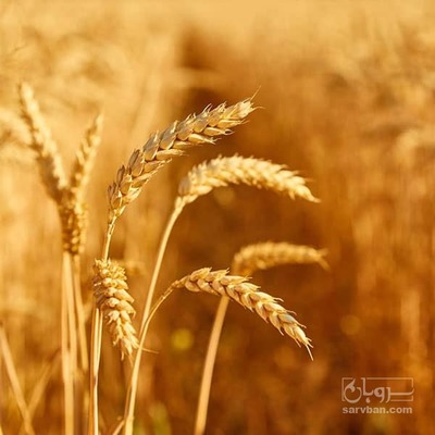 فروش گندم دیم