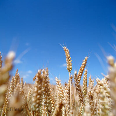 فروش گندم