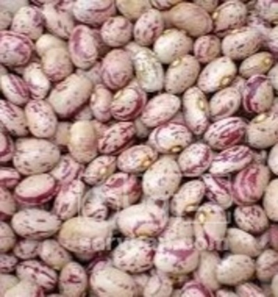 فروش لوبیا چیتی