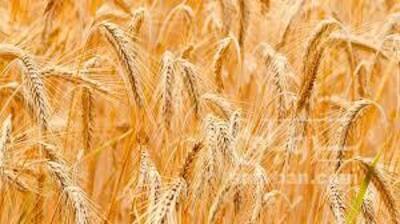 فروش گندم