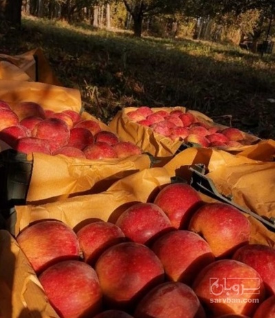 فروش سیب قرمز