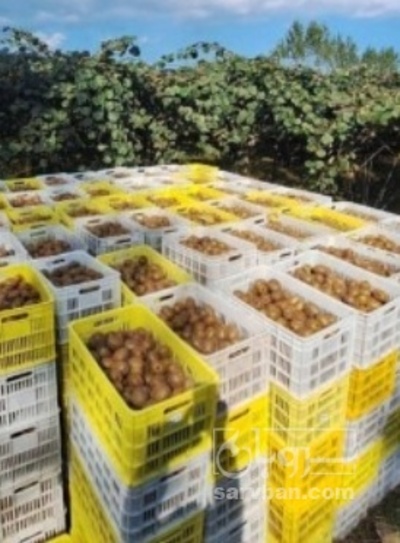 فروش کیوی صادراتی