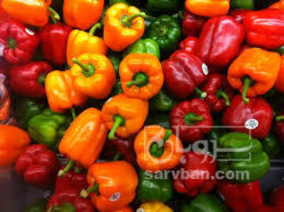 فروش فلفل دلمه رنگی