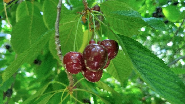 فروش گیلاس