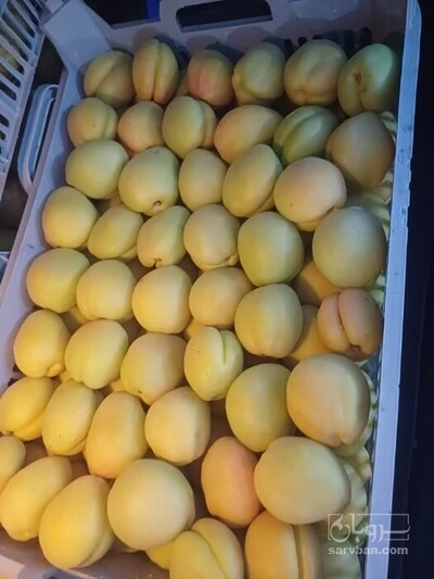 فروش زردآلو